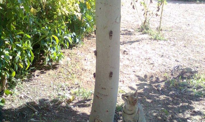 τζιτζικομανες